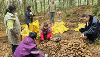 邮储银行赫章县支行：金融助力“土疙瘩”成为“金果果”