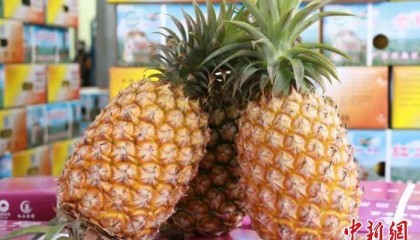 金融活水润泽菠萝产业 广东金融机构助力菠萝产销两旺