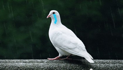 警惕！这些“割包皮广告”套路深