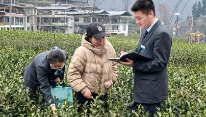 农行文县支行：金融活水润沃野 茶香四溢产业兴