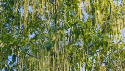 武汉这条路上大量出现，长达1米！到底是啥？