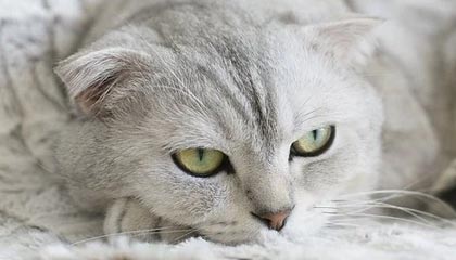 每周股票复盘:亚泰集团(600881)召开股东大会并通过多项重要议案