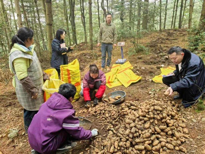 邮储银行赫章县支行：金融助力“土疙瘩”成为“金果果”