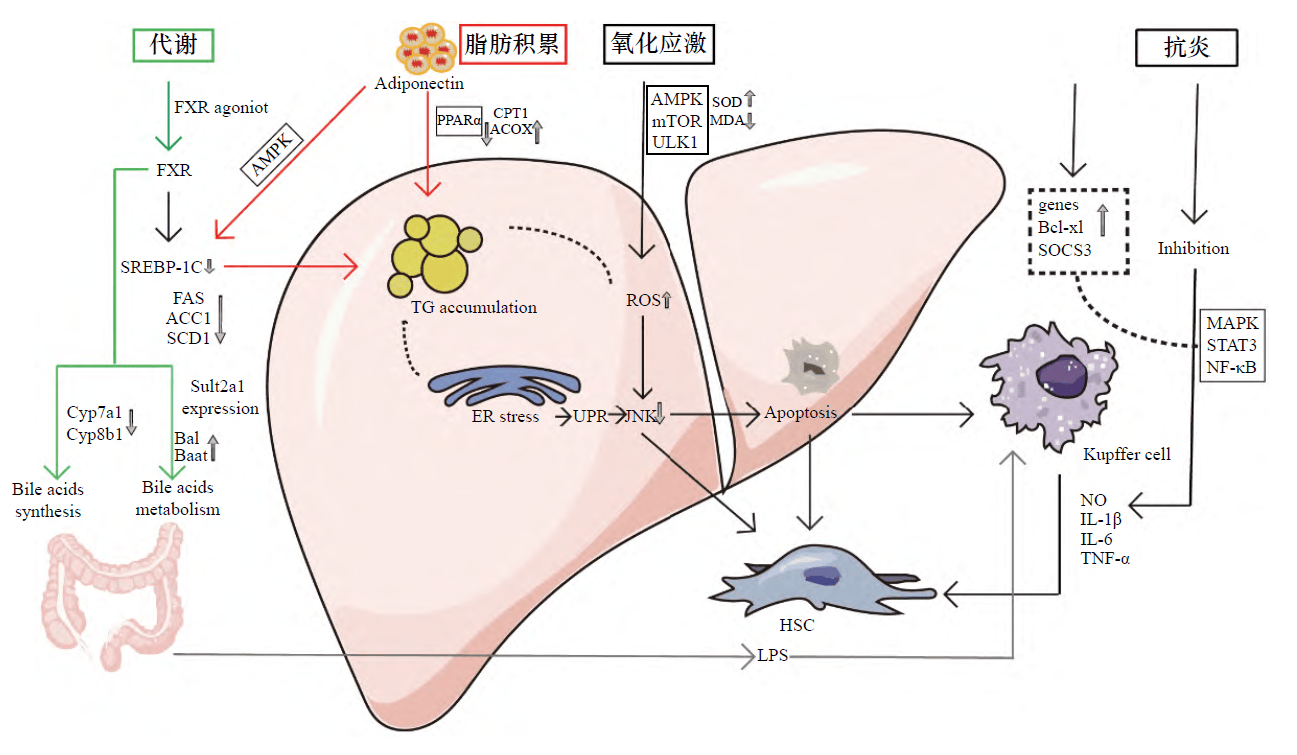 泽泻治疗非酒精性脂肪性肝病的机制研究